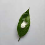 氢氧化镁阻燃剂CY-MHT01阻燃涂料消烟添加高纯超细氢氧化镁